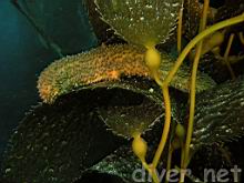 Parastichopus californicus (Warty Sea Cucumber) on Macrocystis pyrifera (Giant Kelp)