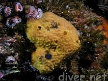 Aplysina fistularis (Sulpher Sponge) and Corynactis californica (Club-tipped Anemone)