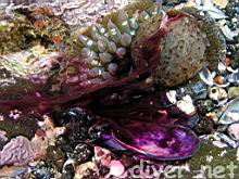 An Aplysia californica (California Sea Hare) releasing ink while being eaten by an Anthopleura elegantissima (Aggregating Anemone)