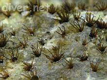 Dodecaceria concharum (Coralline-Encased Filamant-Worm)
