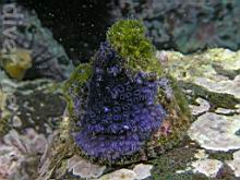 Disporella sp. (Purple Bryozoan) on the shell of a Lithopoma undosum (Wavy Turban Snail)