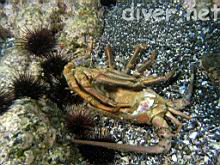 The molt of a large (~5 lb.) Panulirus interruptus (California Spiny Lobster)