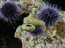 Strongylocentrotus purpuratus (Purple sea urchin)