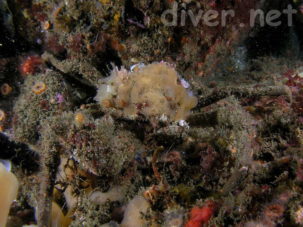 Loxorhynchus crispatus (Moss Crab)