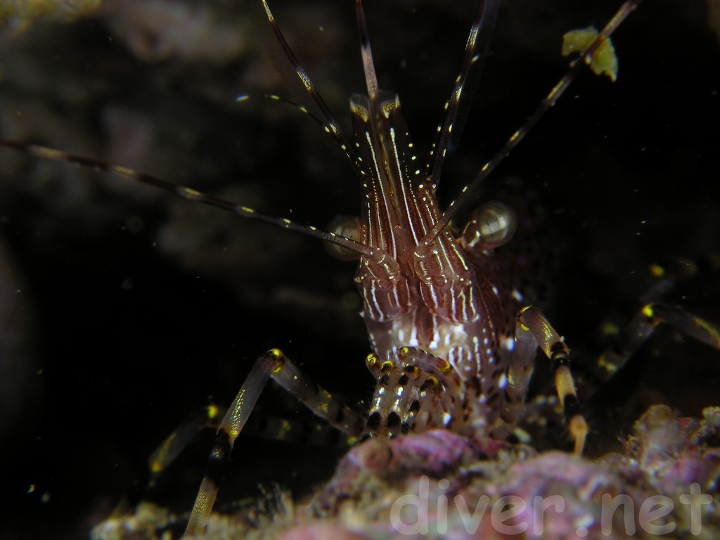 Pandalus danae (Dock shrimp)