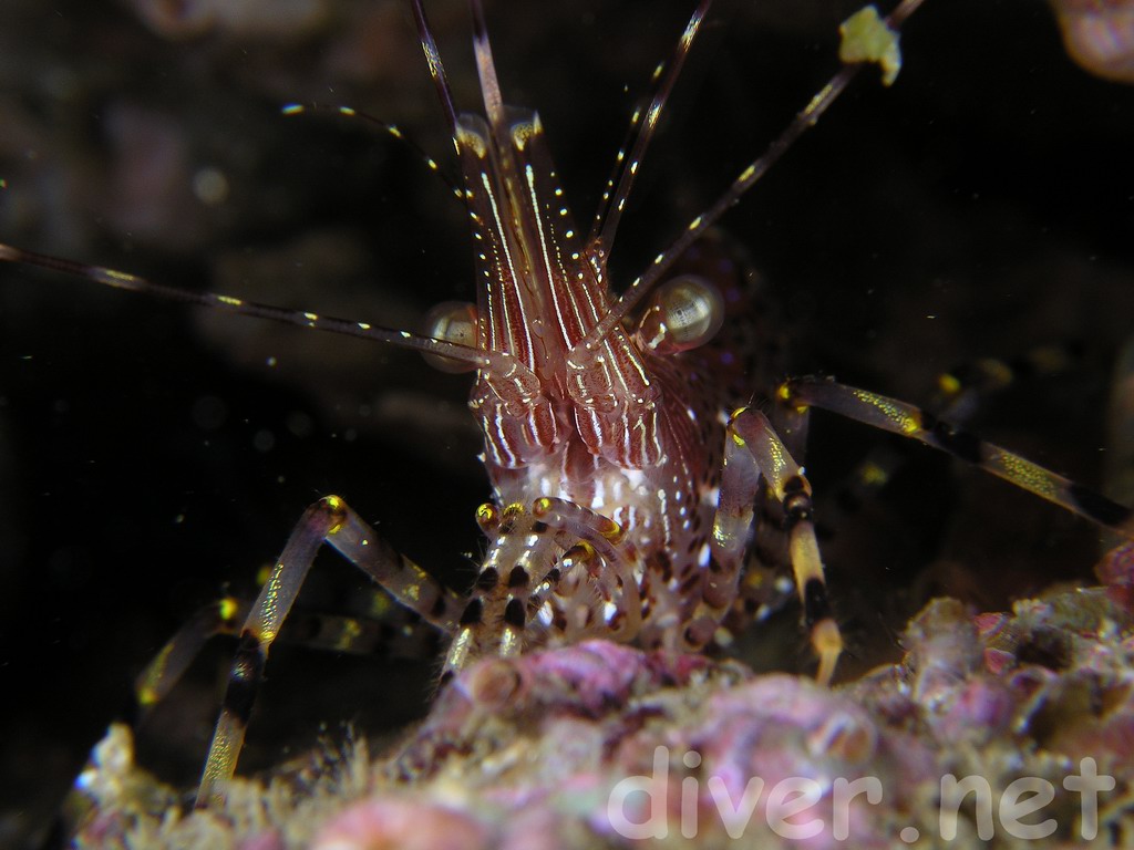 Pandalus danae (Dock shrimp)