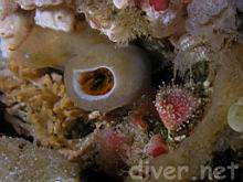 Eudistylia polymorpha (Feather Duster Worm) withdrawn into it's tube 