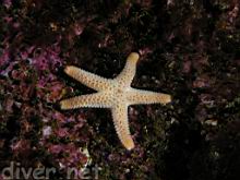 A small Sea Star, possibly Henricia leviuscula