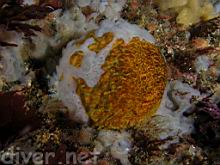 Didemnum sp. (Compound Tunicate) on Tethya aurantia (Orange Puffball Sponge)