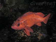 Sebastes miniatus (Vermilion rockfish)