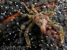 A juvenile Loxorhynchus grandis (Sheep Crab) on a Pycnopodia helianthoides (Sunflower Star)
