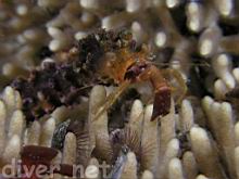 Orthopagurus minimus (Toothshell Hermit Crab) on Heteropora pacifica (Northern Staghorn Bryozoan)