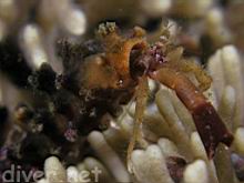 Orthopagurus minimus (Toothshell Hermit Crab) on Heteropora pacifica (Northern Staghorn Bryozoan)