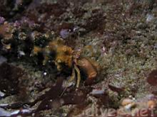 Orthopagurus minimus (Toothshell Hermit Crab)