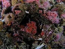Loxorhynchus crispatus (Moss Crab) 