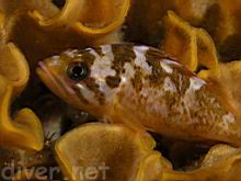 A small Sebastes carnatus (Gopher Rockfish) sitting on Hippodiplosia insculpta (fluted bryozoan)