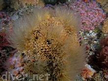 A ball of Diaperoecia californica (Southern Staghorn Bryozoan) and Plumularia sp. (Hydroid)