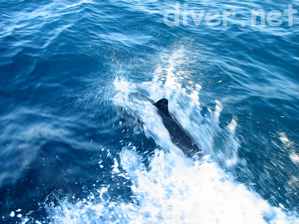 A common dolphin escorts the Peace