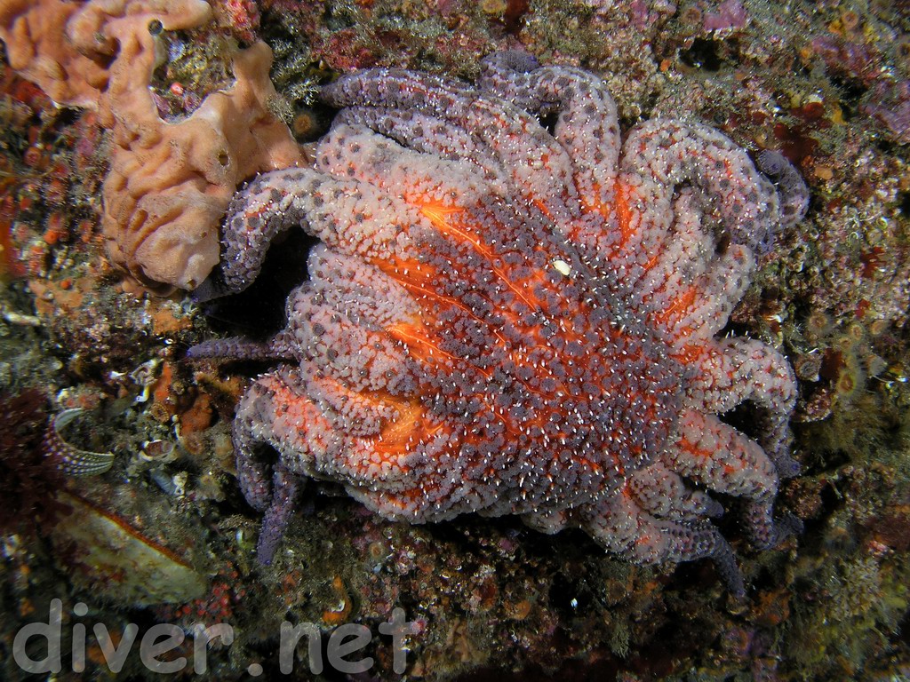 Pycnopodia helianthoides (Sunflower Sea Star) next to Trididemnum alexi (Speckled Compound Tunicate)