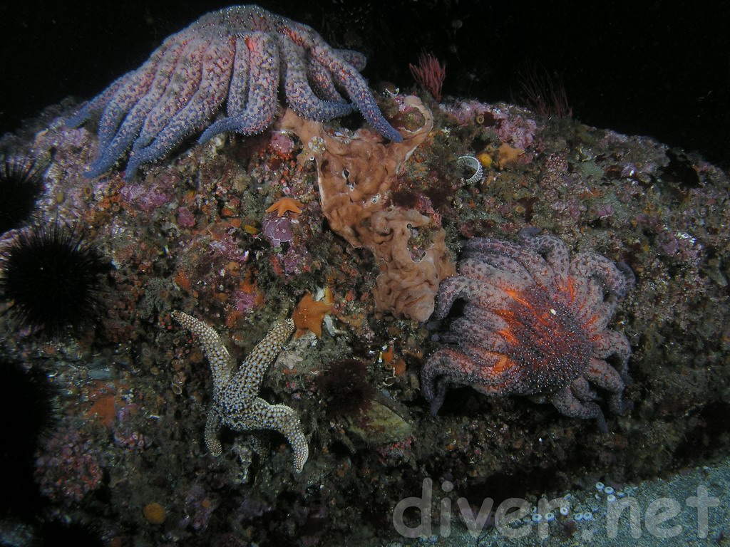  a rock with two Pycnopodia helianthoides (Sunflower Sea Star), a Pisaster giganteus (Giant Spined Star). Trididemnum alexi (Speckled Compound Tunicate), & Asterina miniata (Bat Stars)