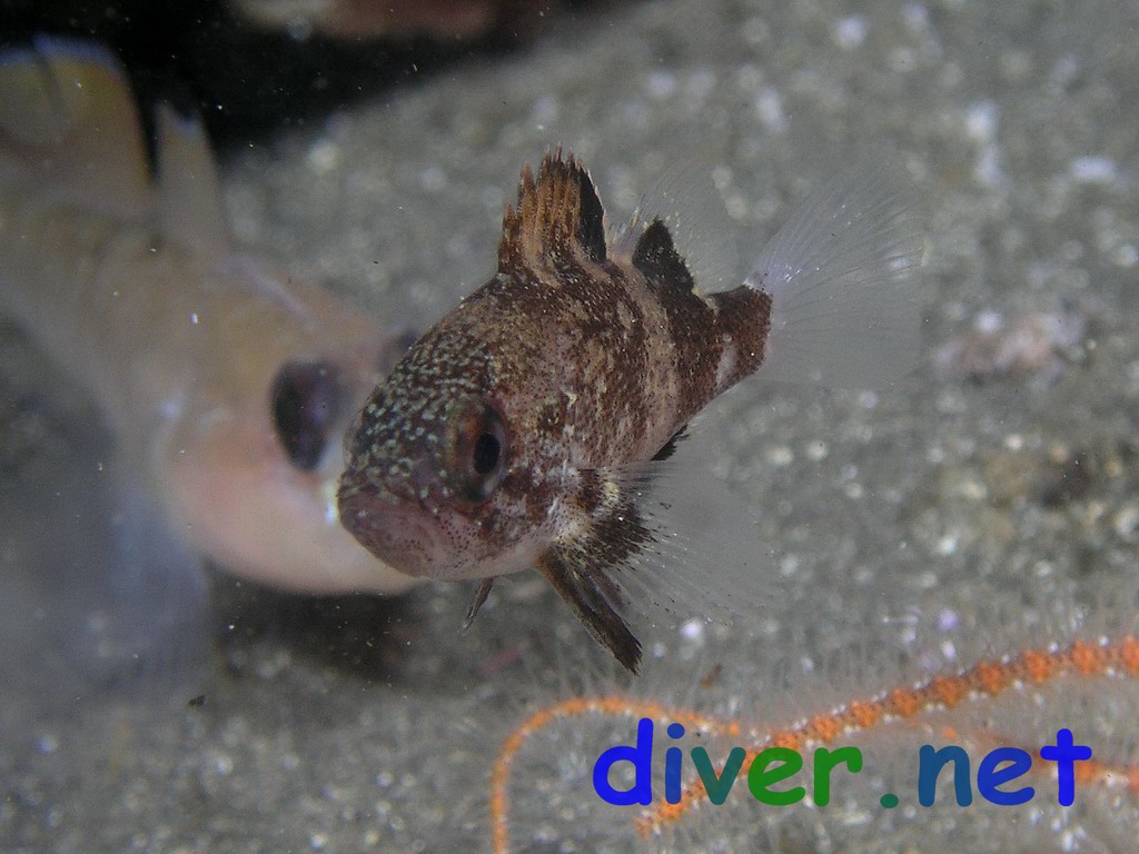 Juvenile Sebastes miniatus (Vermilion rockfish)