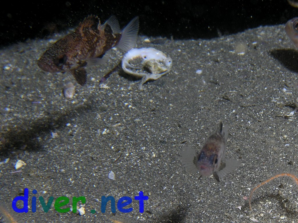 Juvenile Sebastes miniatus (Vermilion rockfish)