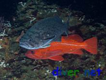 Sebastes mystinus (Blue Rockfish) & Sebastes miniatus (Vermillion Rockfish)