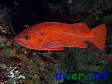 Sebastes miniatus (Vermillion Rockfish)