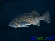 Sebastes mystinus (Blue Rockfish)
