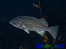 Sebastes mystinus (Blue Rockfish)