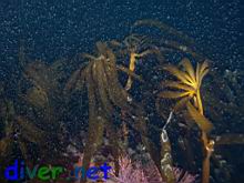Eisenia arborea (Southern Sea Palm) in the cloud of Euphausia pacifica (Krill)