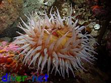Urticina piscivora (Fish eating anemone)