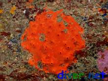 Acarnus erithacus (Red Volcano Sponge)