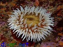 Urticina piscivora (Fish eating anemone)
