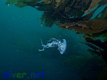 Pelagia noctiluca and Macrocystis pyrifera (Giant Kelp)