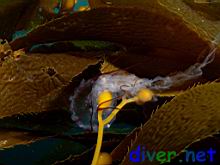 Pelagia noctiluca in the Macrocystis pyrifera (Giant Kelp)