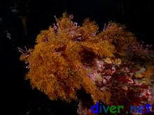 Garveia annulata (Orange hydroid) on Calliarthron cheilosporioides (Articulated coralline algae)