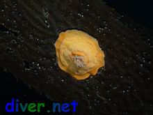 An Anemone oa a leaf of Macrocystis pyrifera (Giant Kelp)