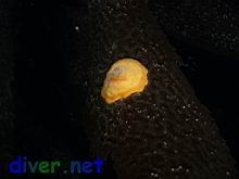 An Anemone oa a leaf of Macrocystis pyrifera (Giant Kelp)