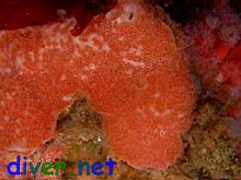 Aplidium solidium (Red Ascidian)