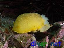Dendrodoris fulva (Yellow Porostome)