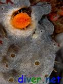 Balanophyllia elegans (Orange Cup Coral) surrounded by Didemnum sp. (Colonial Tunicate)