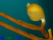 Idotea resecata (Concave isopod, eelgrass isopod, cut-tailed isopod, seaweed isopod, kelp isopod, transparent isopod)