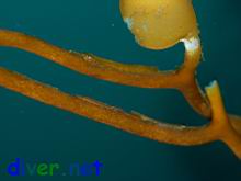 Idotea resecata (Concave isopod, eelgrass isopod, cut-tailed isopod, seaweed isopod, kelp isopod, transparent isopod)