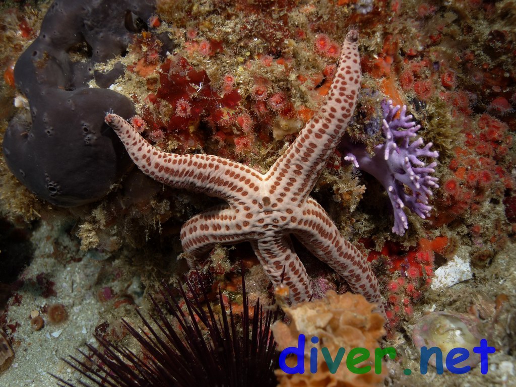 Red Spotted Star