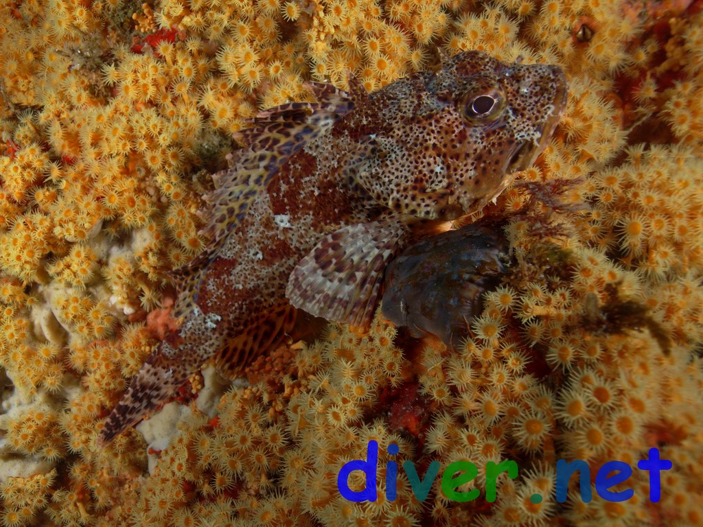 Scorpaena guttata (California Scorpionfish) on a ledge covered with Epizoanthus scotinus (Zooanthid Anemones)