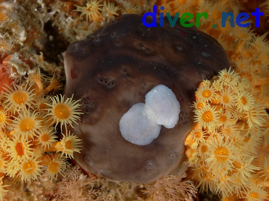 A pair of mating Phyllidiopsis blanca on a sponge surrounded by Epizoanthus scotinus (Zooanthid Anemones)
