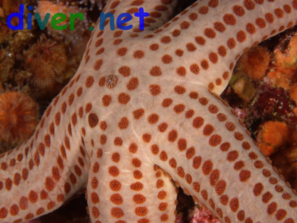 Red Spotted Star