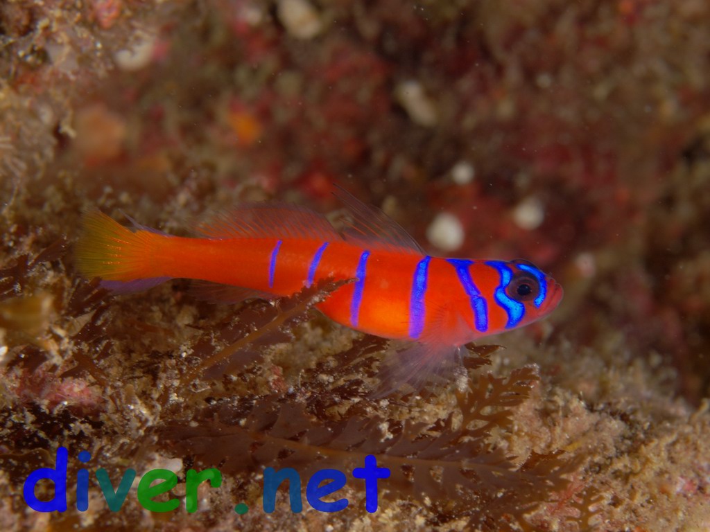 A Lythrypnus dalli (Bluebanded Goby) with a full belly