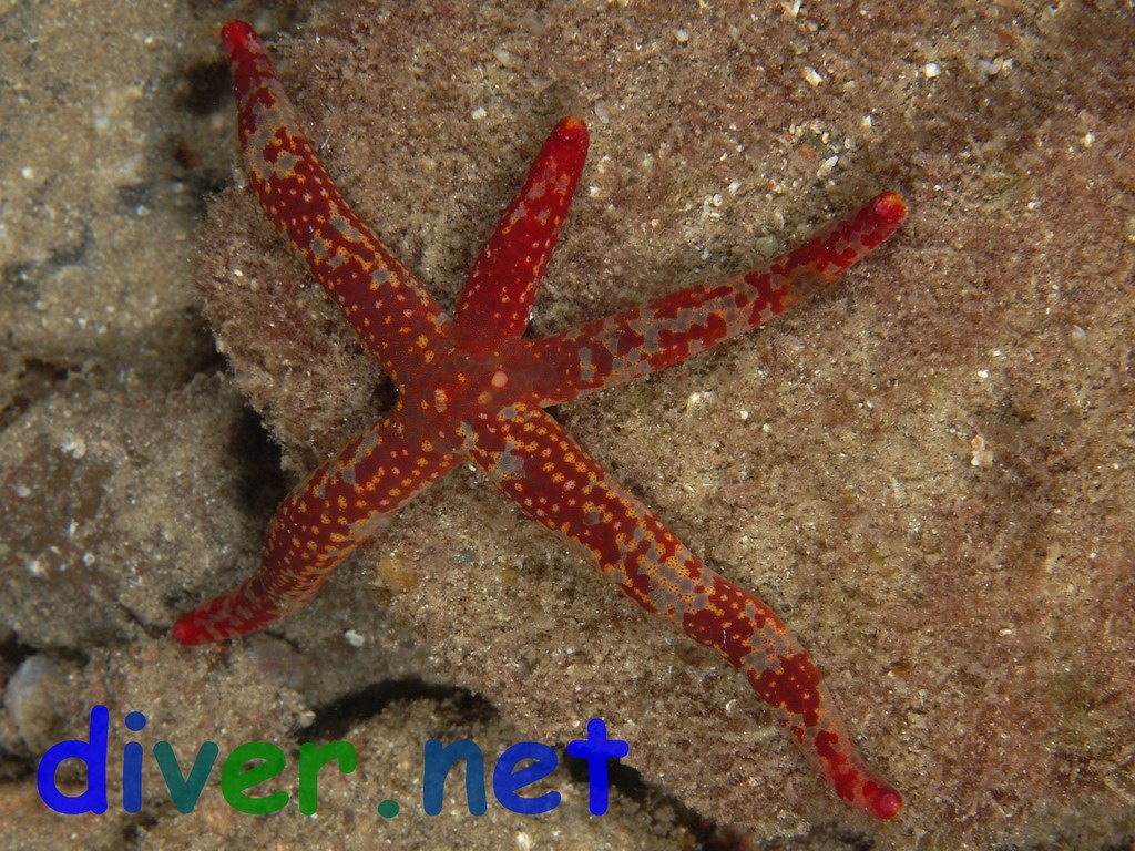 Linckia columbiae (Fragile Star)